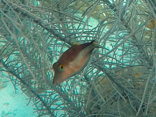 Sharpnose Puffer (1