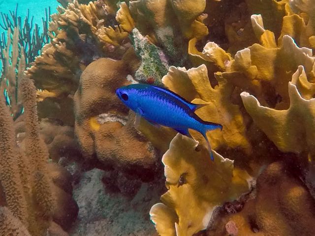 Blue Chromis (1.5