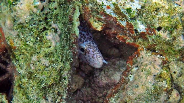 Spotted Moray Eel