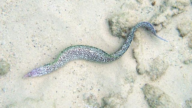 Spotted Moray Eel (4')