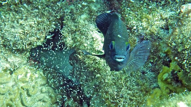 Threespot Damselfish (4