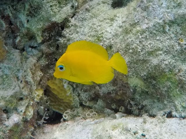 Blue Tang Baby (1