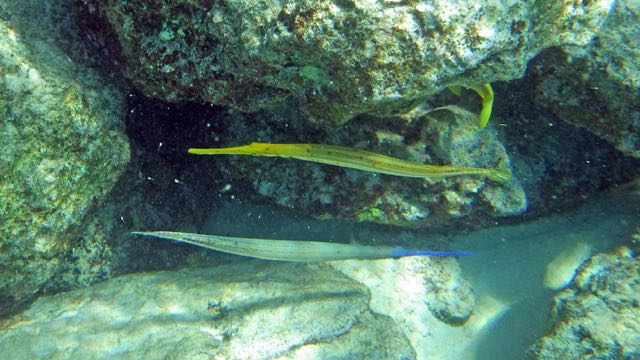 Trumpetfish