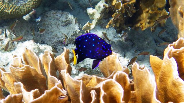 Yellowtail Damselfish Juvenile (1