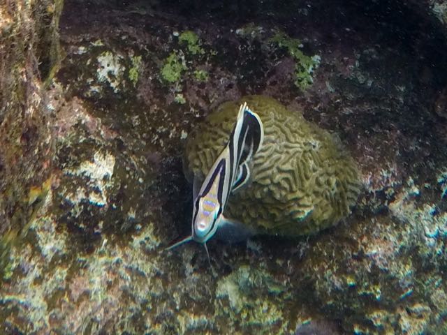 Banded Butterflyfish (5