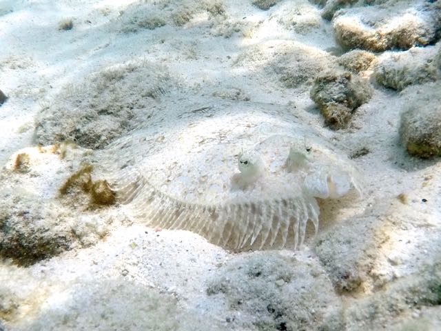 Peacock Flounder (6