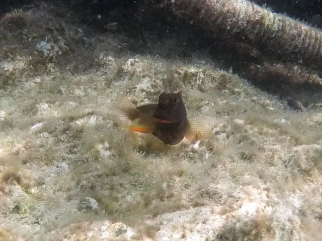 Redlipped Blenny (3