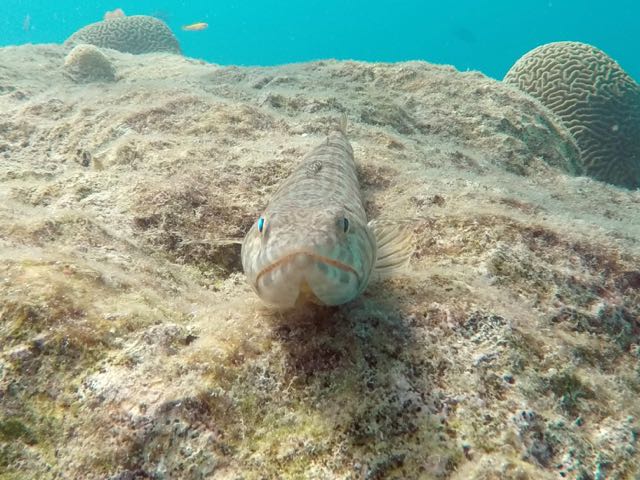 Sand diver (10