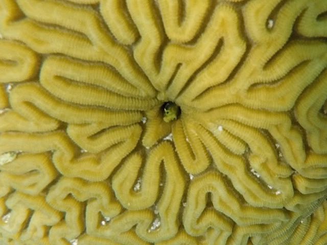 Secretary Blenny