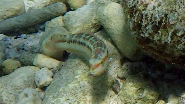 Slippery Dick Wrass (7