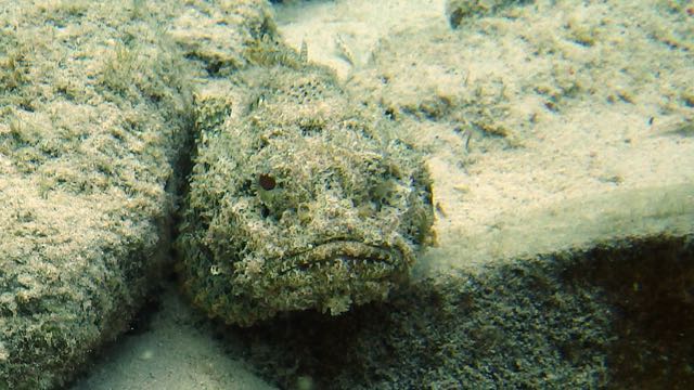 Spotted Scorpionfish