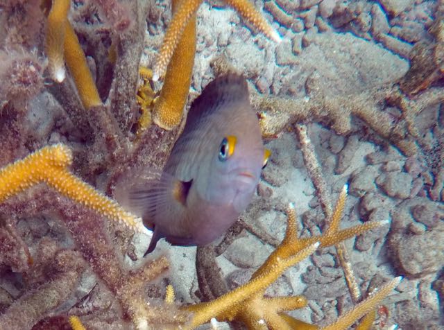 Three Spot Damselfish (4