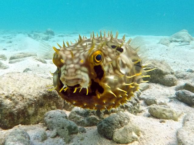 Web Burrfish (6