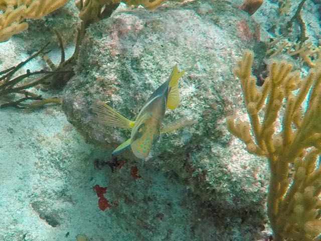 Barred Hamlet (4