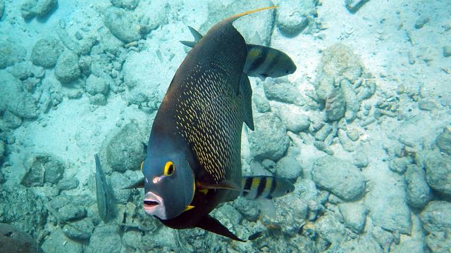 French Angelfish