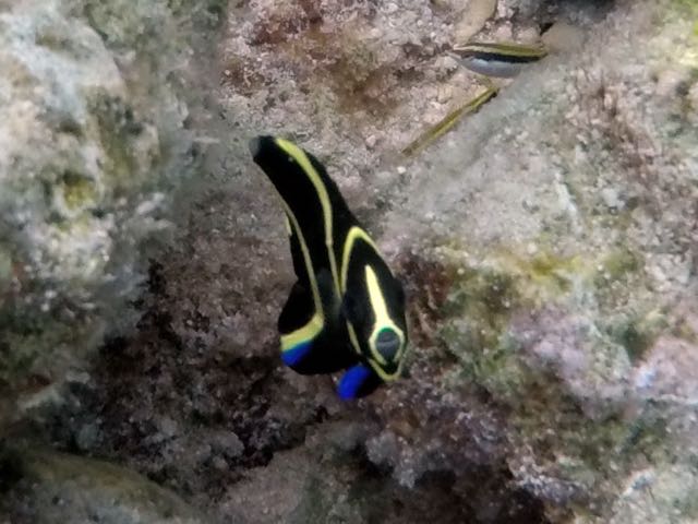 French Angelfish Baby (1