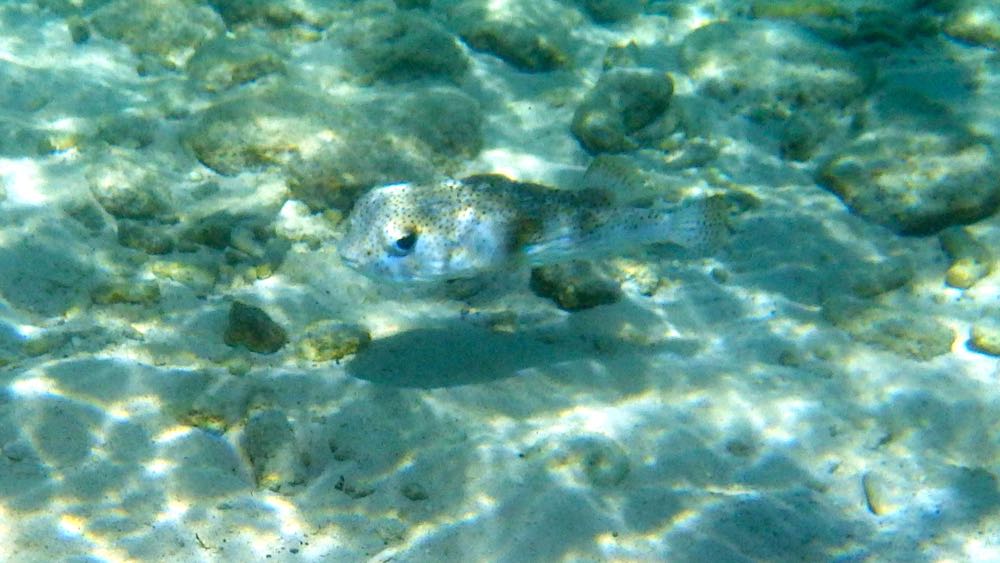 Harbor Villiage Porcupinefish being filmed