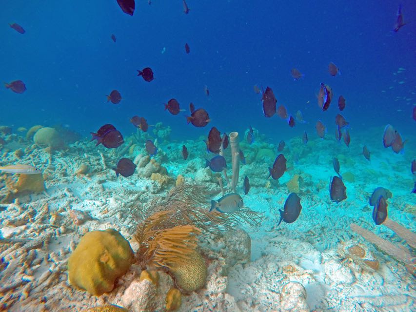 Blue Tang School