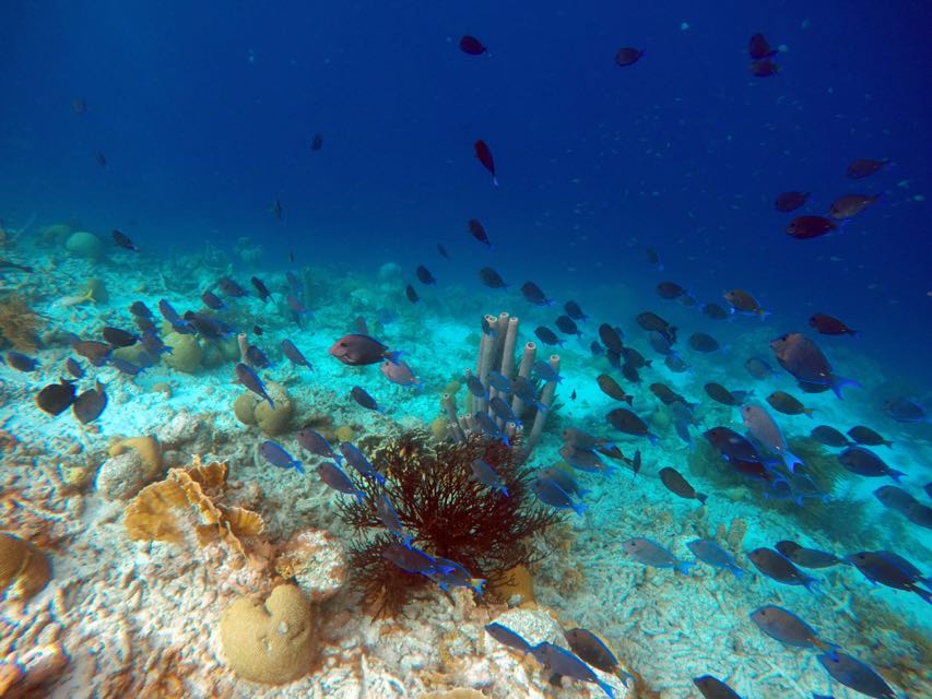 Ibo's Blue Tang School