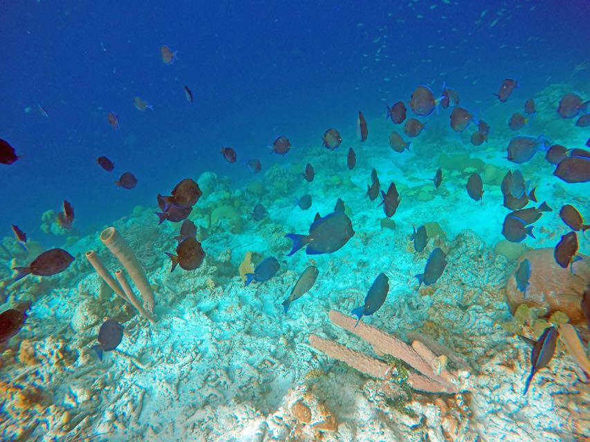 Blue Tang School