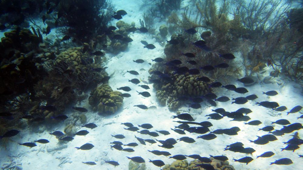 Tolo Reef Blue Tank School