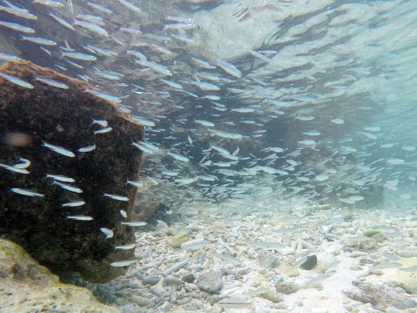 Harbor Villiage Beach Silversides