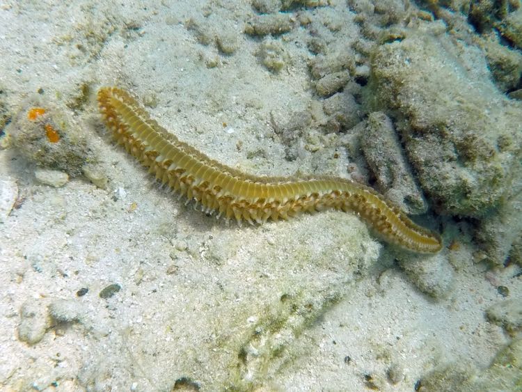 Bearded Fireworm