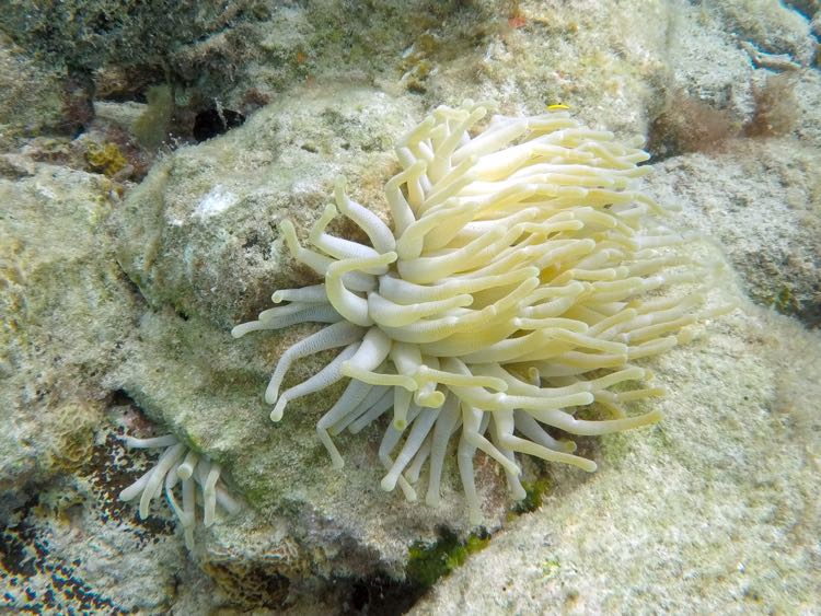 Giant Tube Anemone