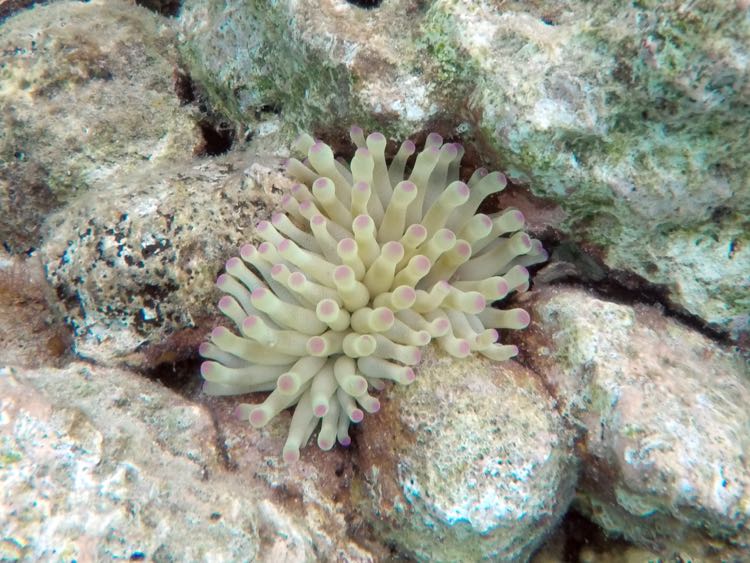 Giant Tube Anemone