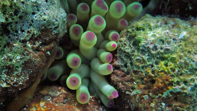 Giant Tube Anemone