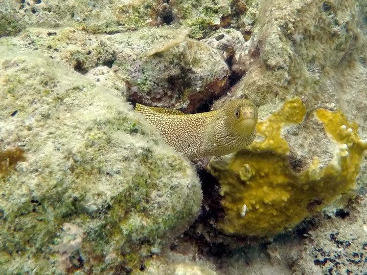 Goldentail Eel