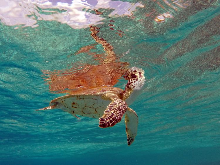 Green sea turtle