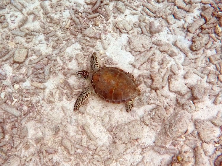 Green Sea Turtle Sleeping!