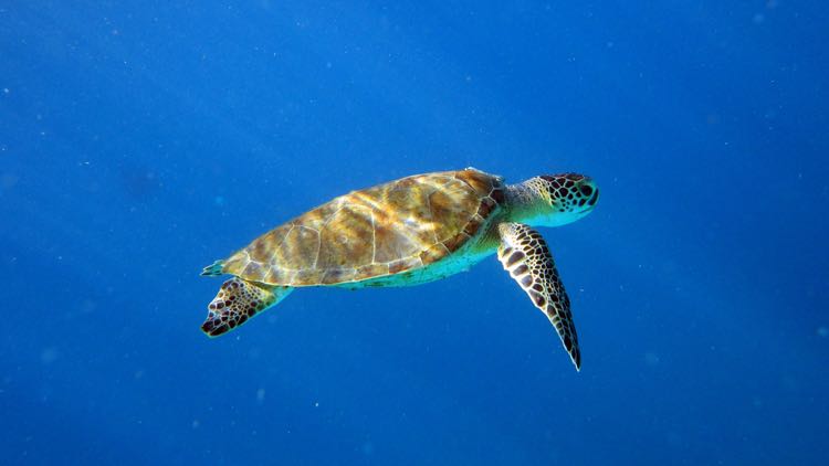 Green Seaturtle