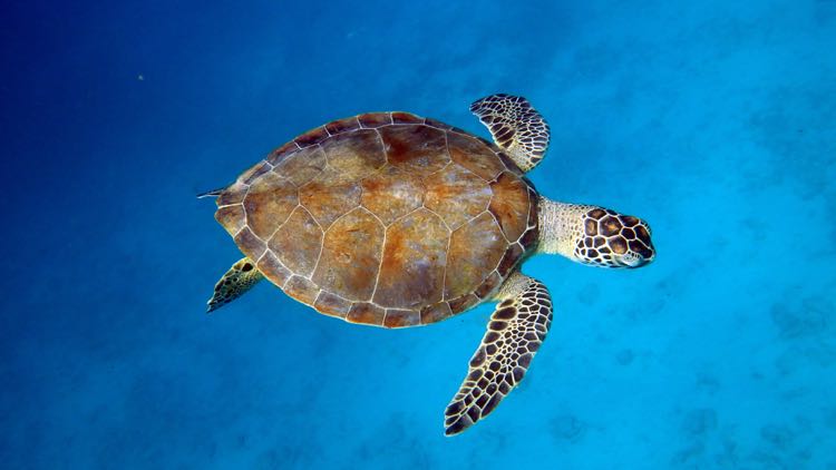 Green Seaturtle