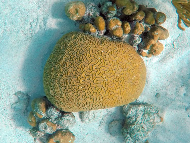 Grooved Brain Coral