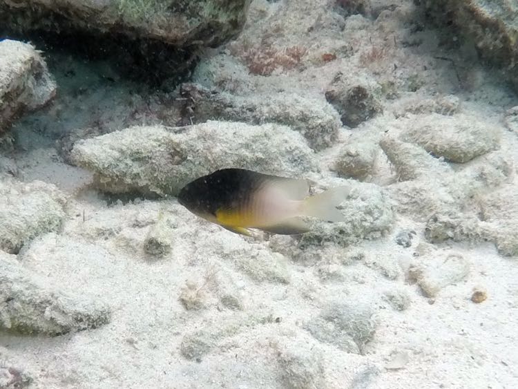 Bicolor Damselfish (1.5