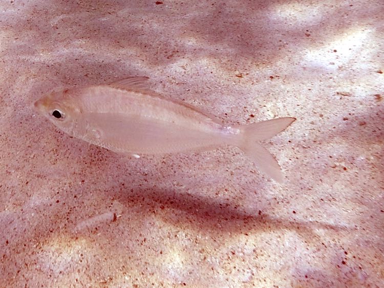 Irish Pompano (6