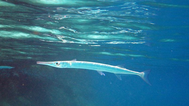 Keeltail Needlefish (12