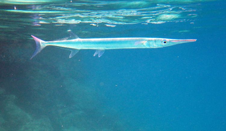 Keeltail Needlefish (12