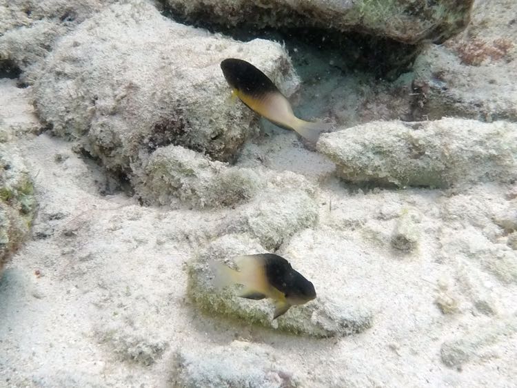 Bicolor Damselfish (1.5