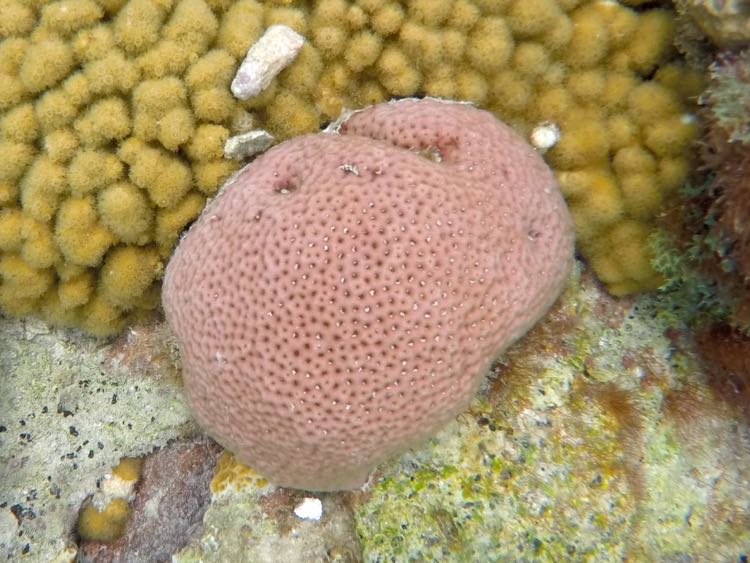 Lesser Starlet Coral