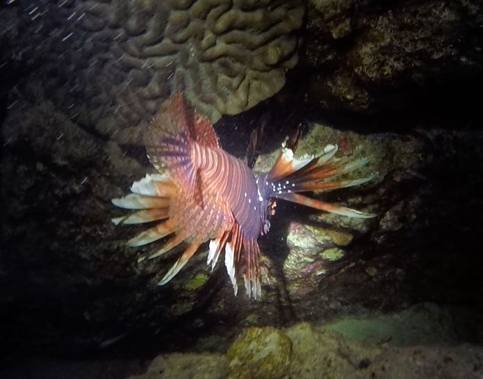 Lionfish (12