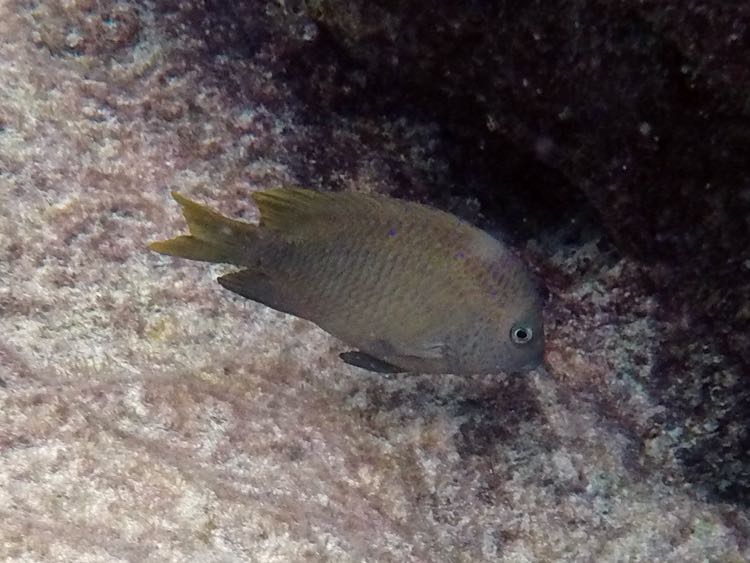 Longfin Damselfish (4