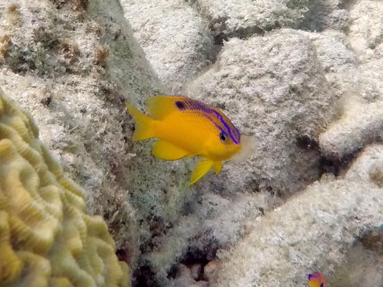 Longfin Damselfish Juvenile (1