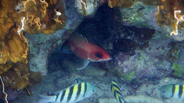 Longspine Squirrelfish (8