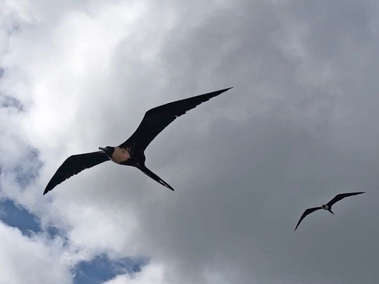 Magnificent Frigatebird 