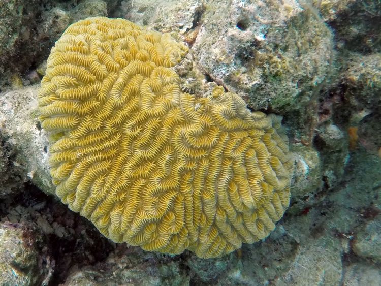 Maze Coral