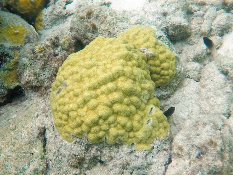 Mustard Hill Coral