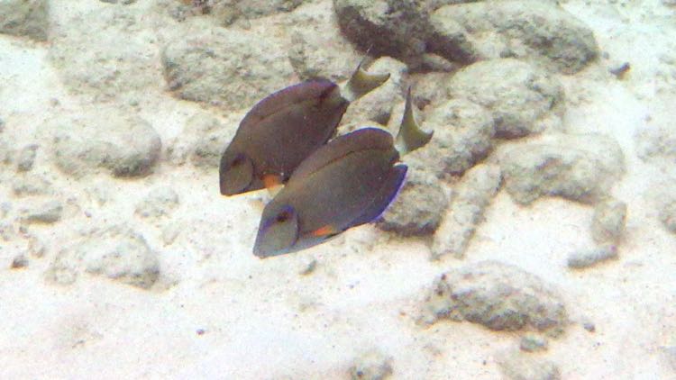 Ocean Surgeonfish (8